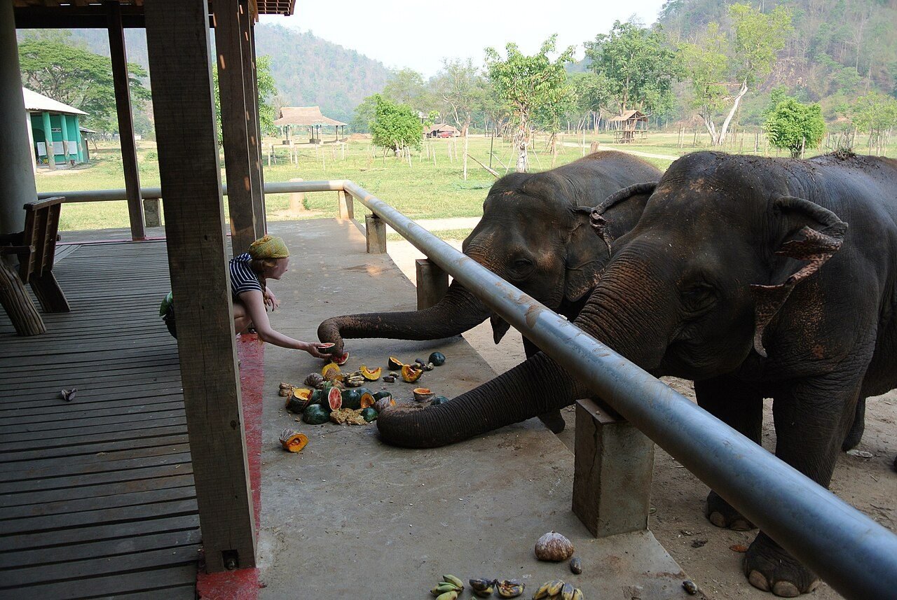 Elephant Care Samui — Heart-Shape Viewpoint